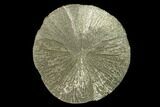Pyrite Sun - Sparta, Illinois #137877-1